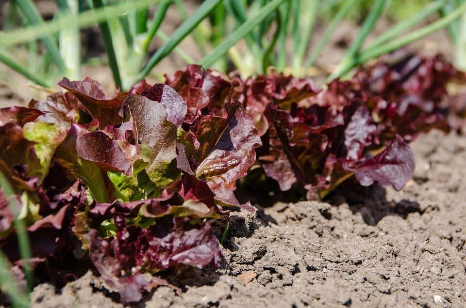 Red lettuce in earth soil