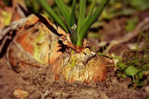 Onion growing in soil
