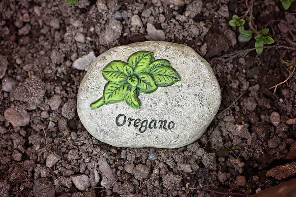  Stone that says oregano in soil