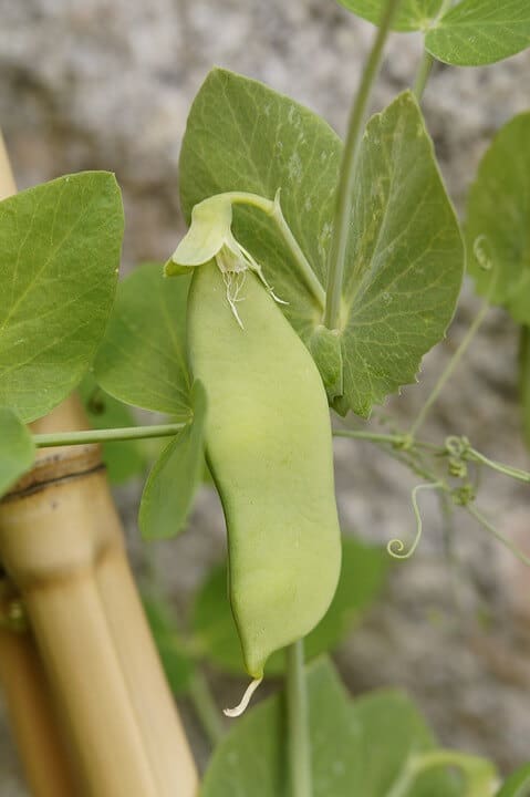 Pea pod growing with leaves