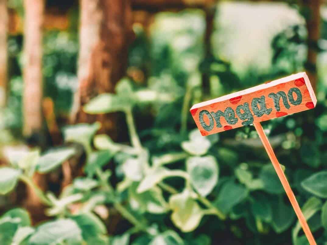 Garden with an oregano sign