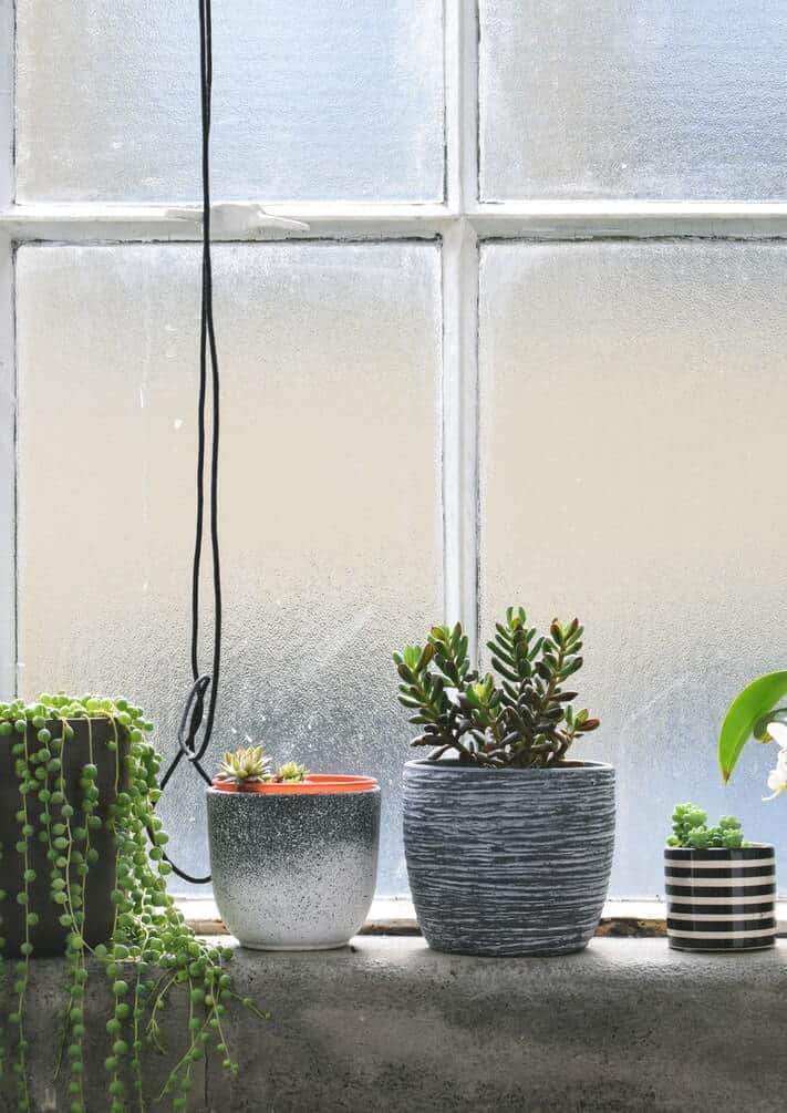 Plants in pots in the window