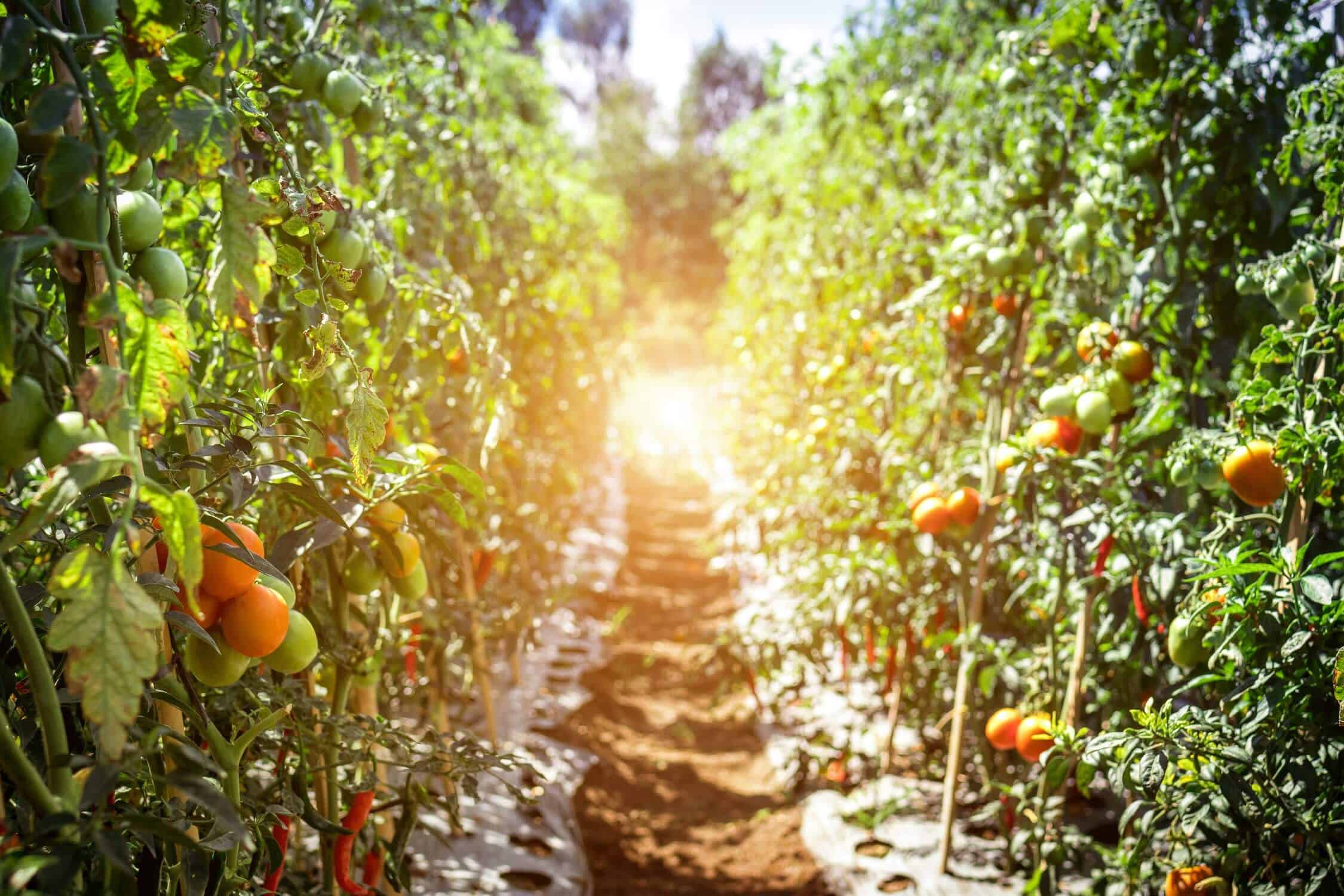 Tomatoes in a field