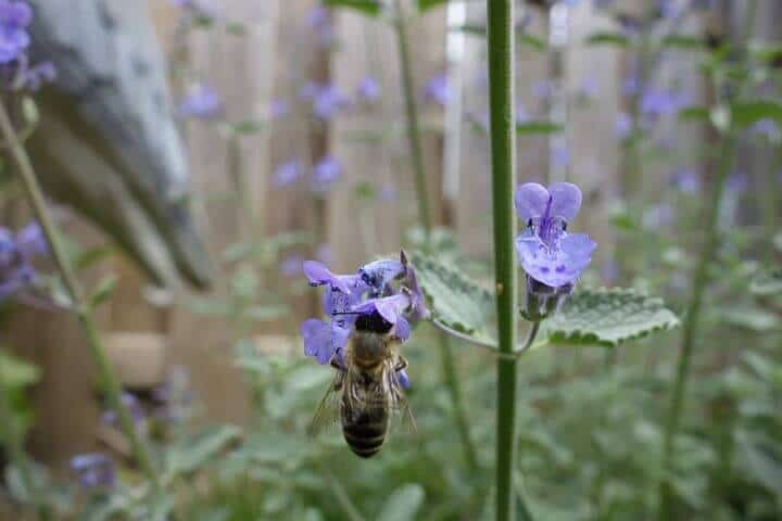 Bee on catnip purple flowers