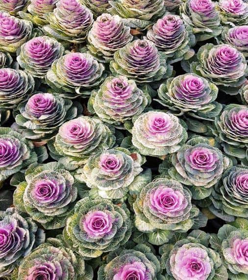 Cabbage plants with purple flowers
