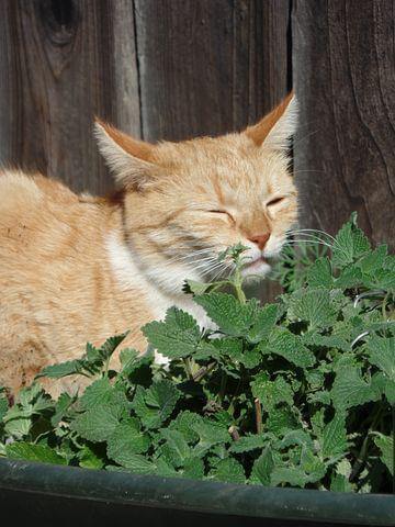 Orange cat smelling catnip