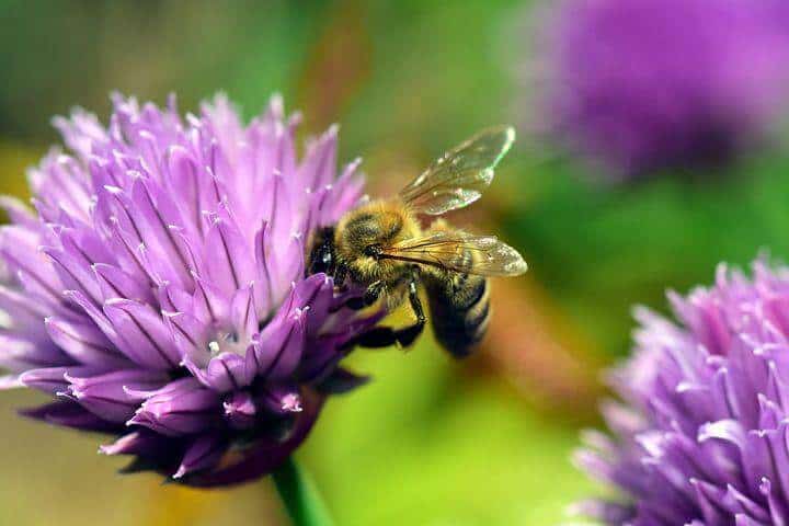 Chives flowers with bees