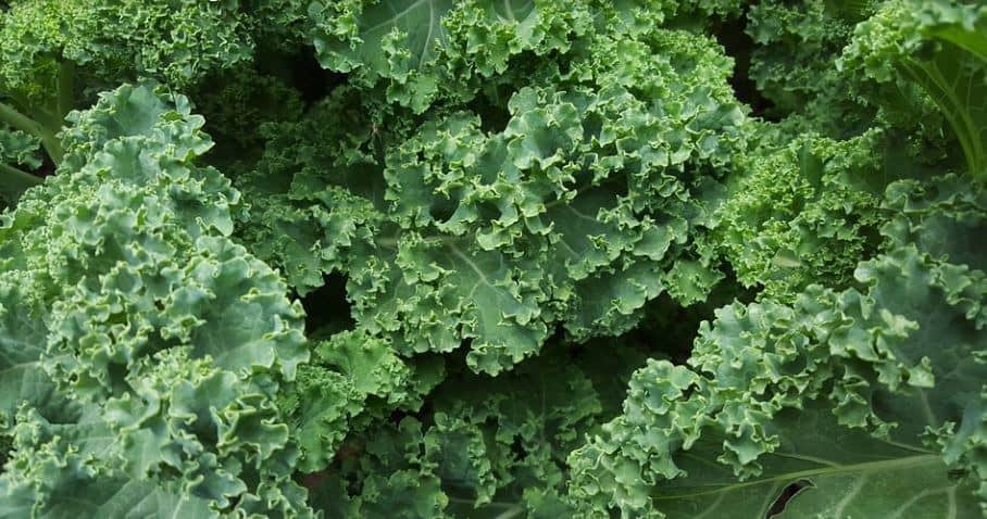 Kale lettuce