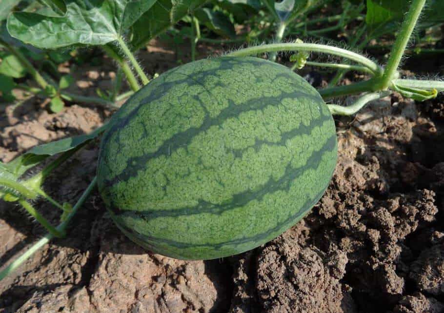 Watermelon in soil