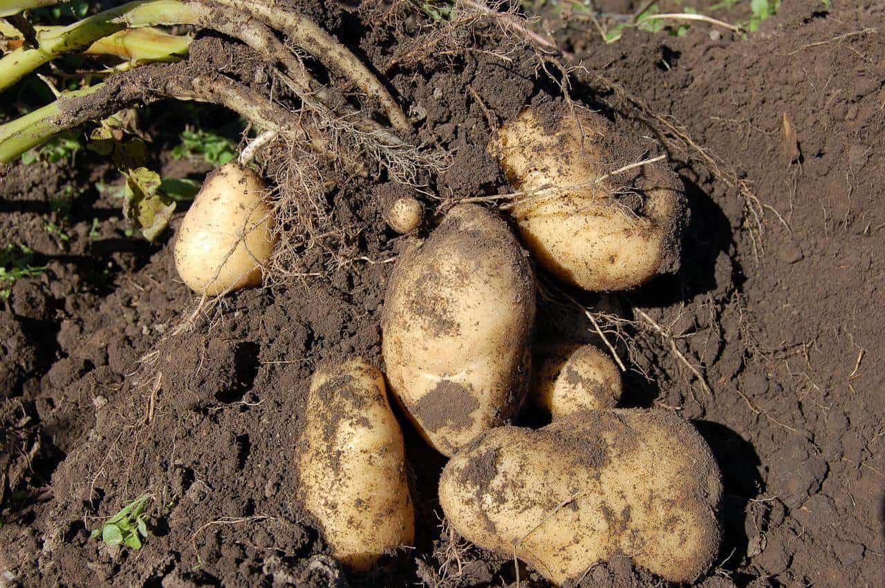 Potatoes in earth soil
