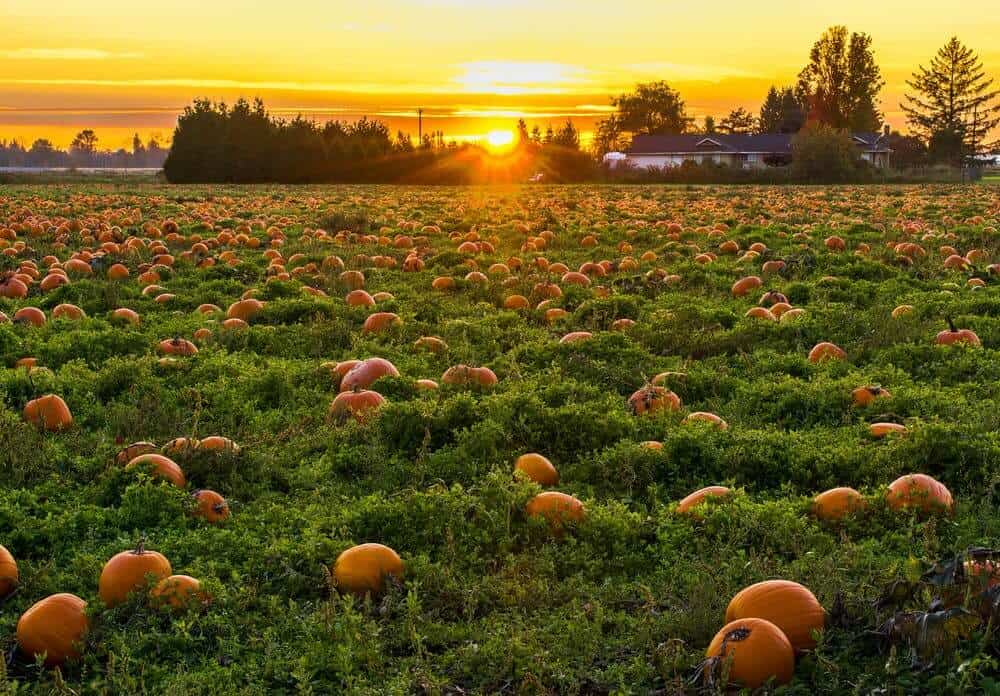 Pumpkins in a grass field
