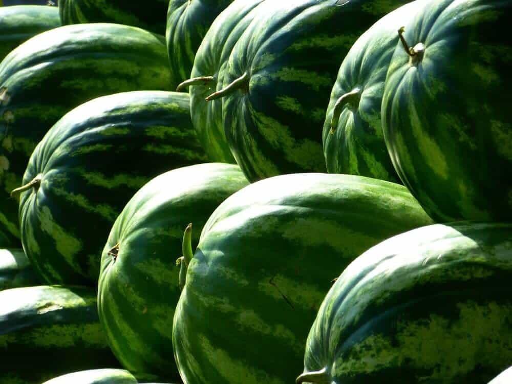 Watermelon fruit green