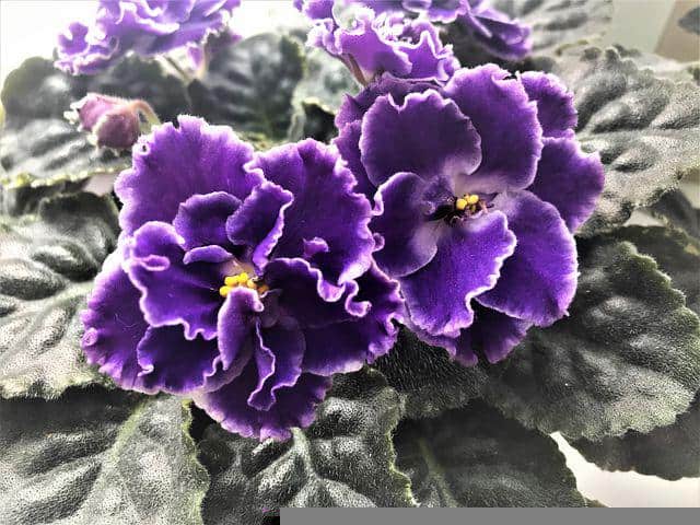 African violet flowers