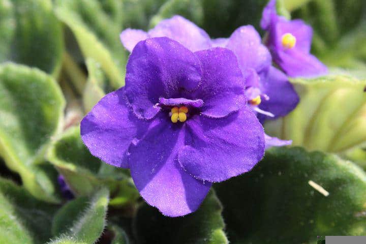 African violet with leaves