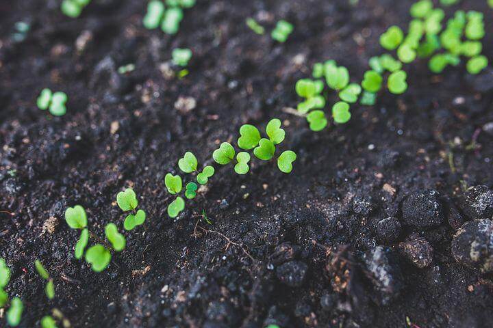 Arugula growing in earth soil