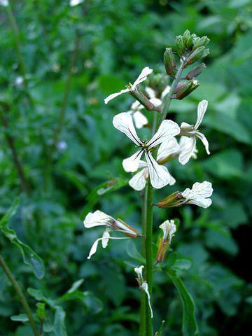 Arugula plant with white flowers
