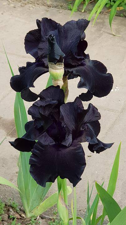 Black suited bearded iris