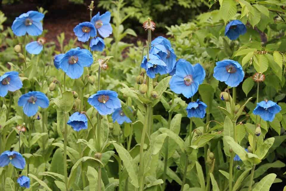 Blue poppies meconopsis