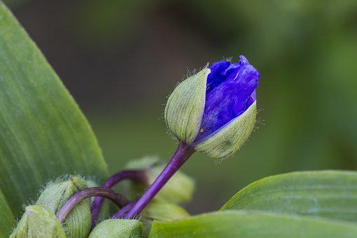 Blue wandering jew plant