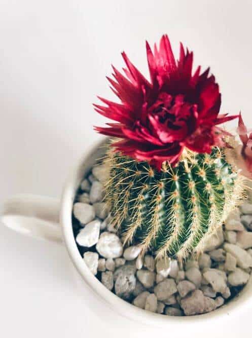 Cactus in a cup with pebbles