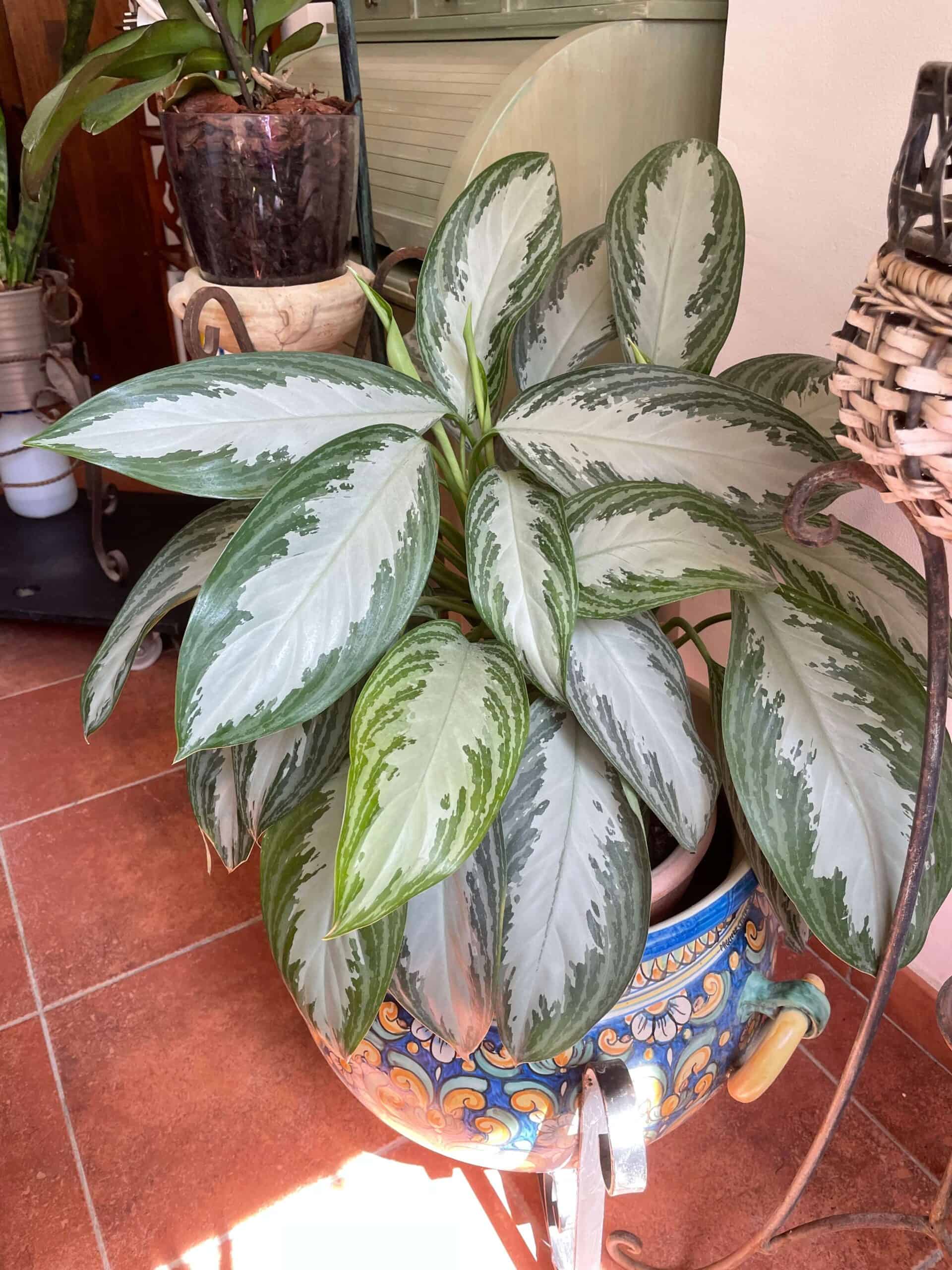 Chinese evergreen in a pot