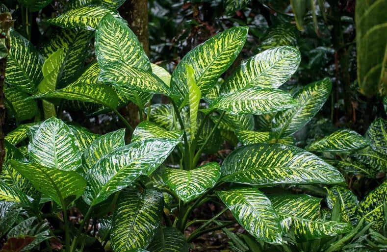 Chinese evergreen in forest