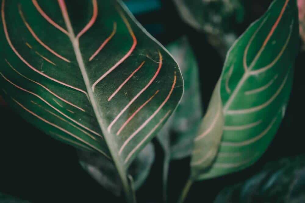 Chinese evergreen leaf