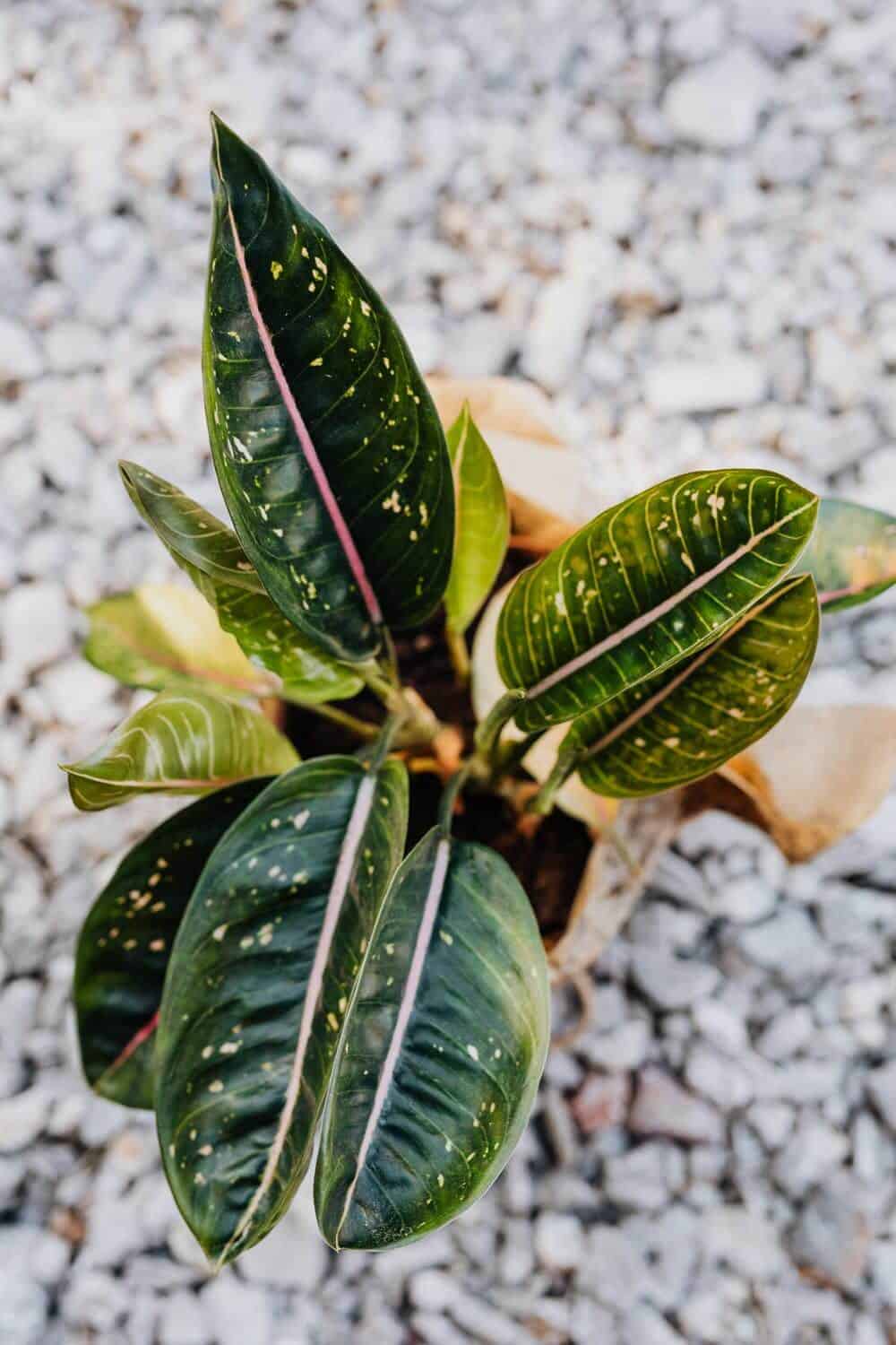 Chinese evergreen on pebbles