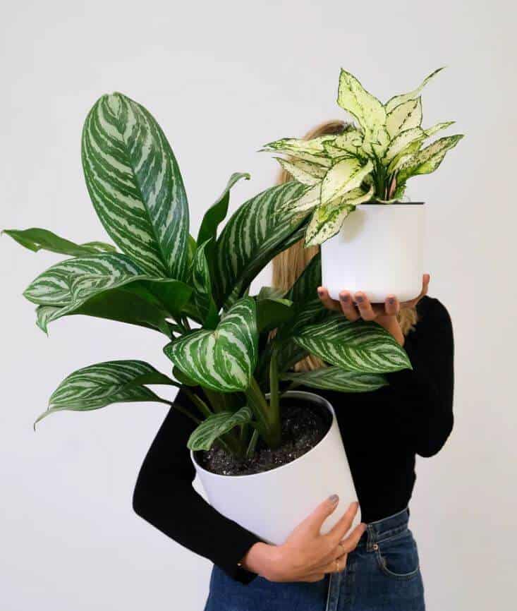 Chinese evergreen plants