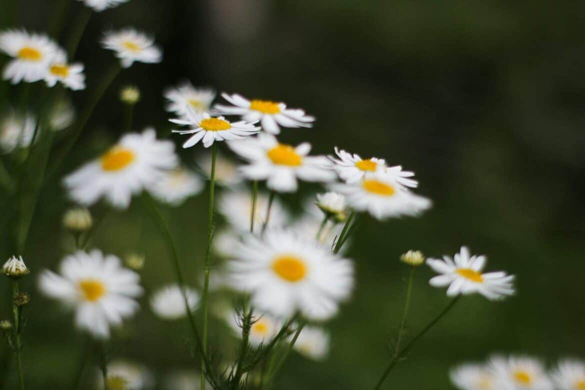Daisy flowers in tilt