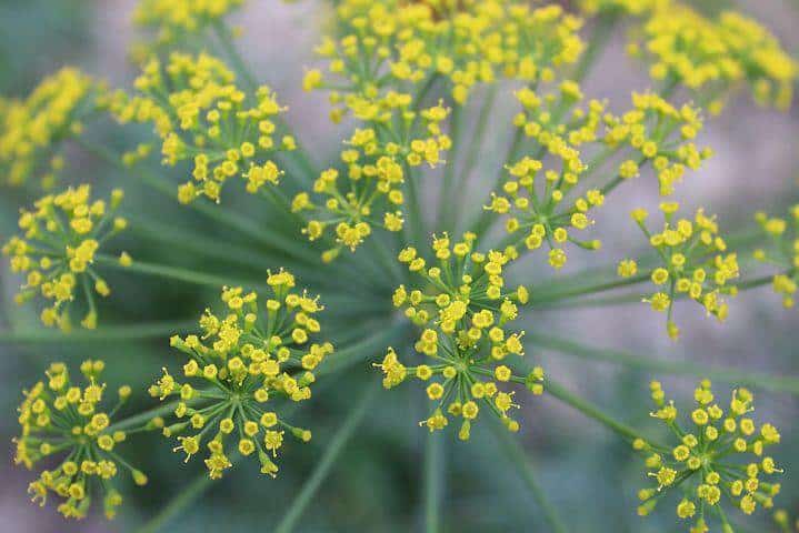 Dill with yellow flowers