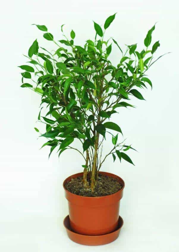 Ficus plant growing in a pot