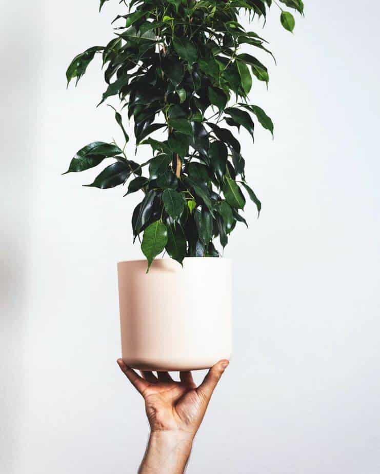 Ficus plant in a pot