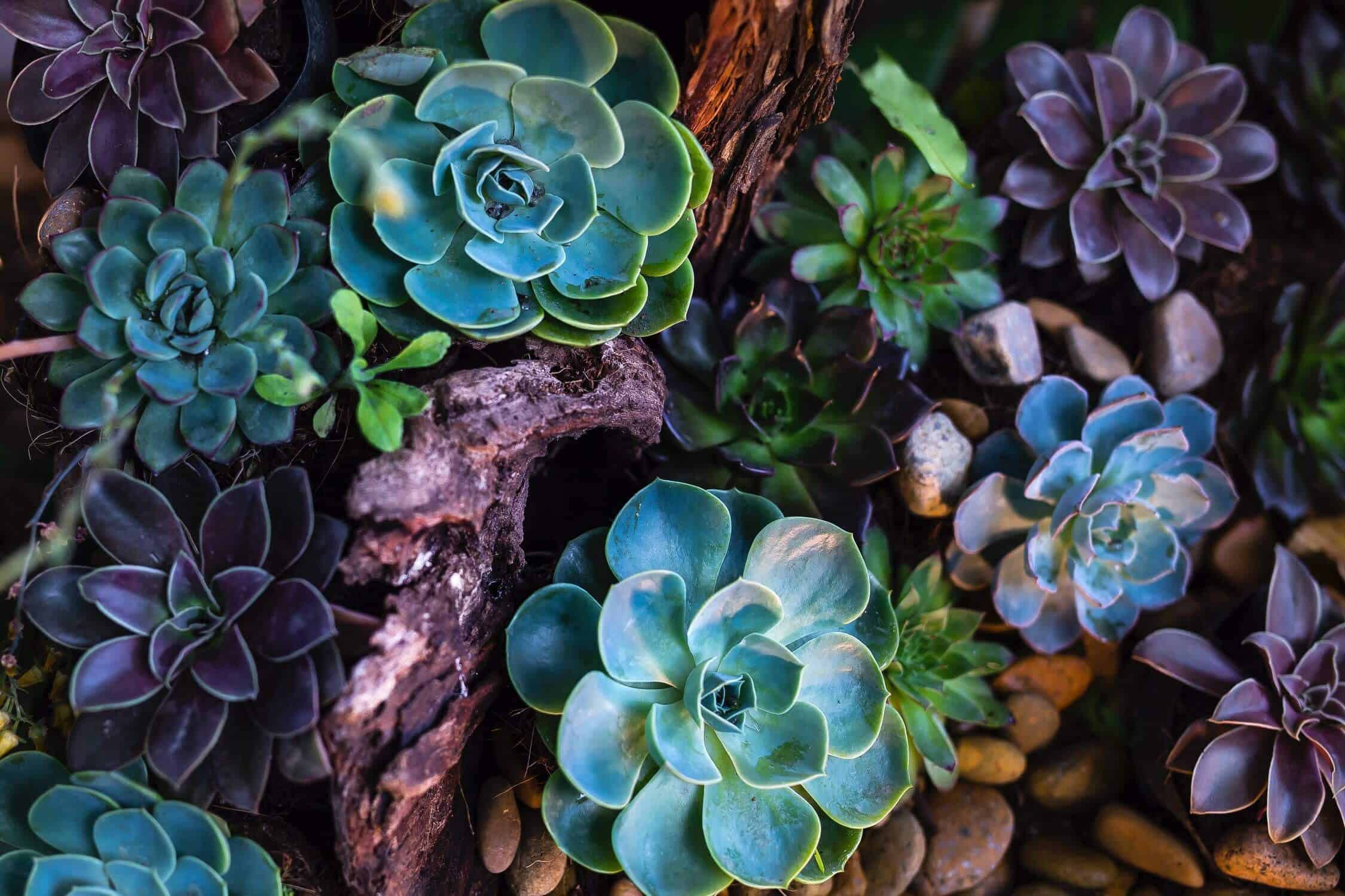 Green and purple succulent plants