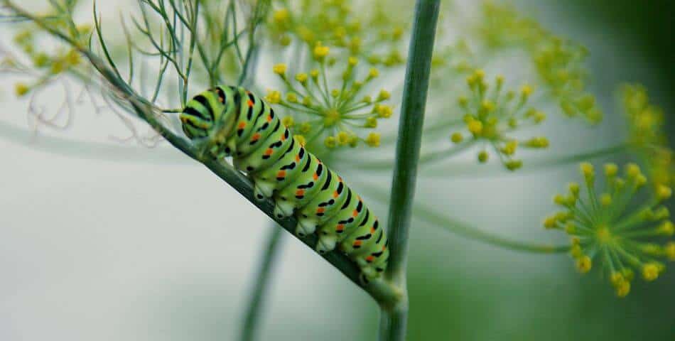 Green caterpillar with yellow and black spots