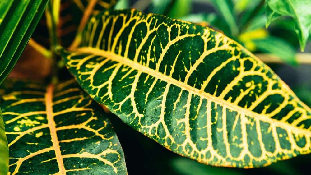 Green croton leaf