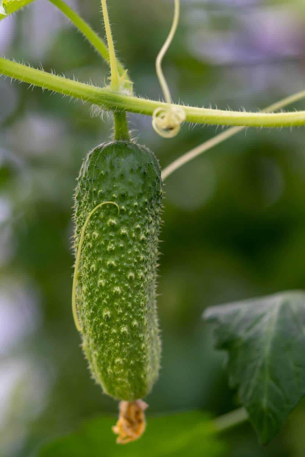 Green cucumber on a stem