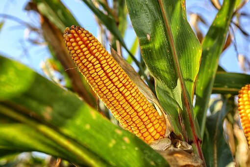 Growing corn on the cob