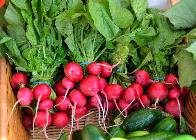 Harvested radishes in a box