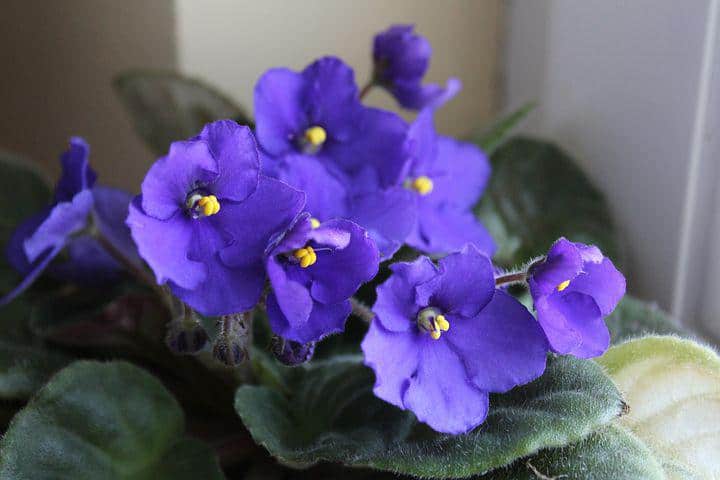 Indoors African violet