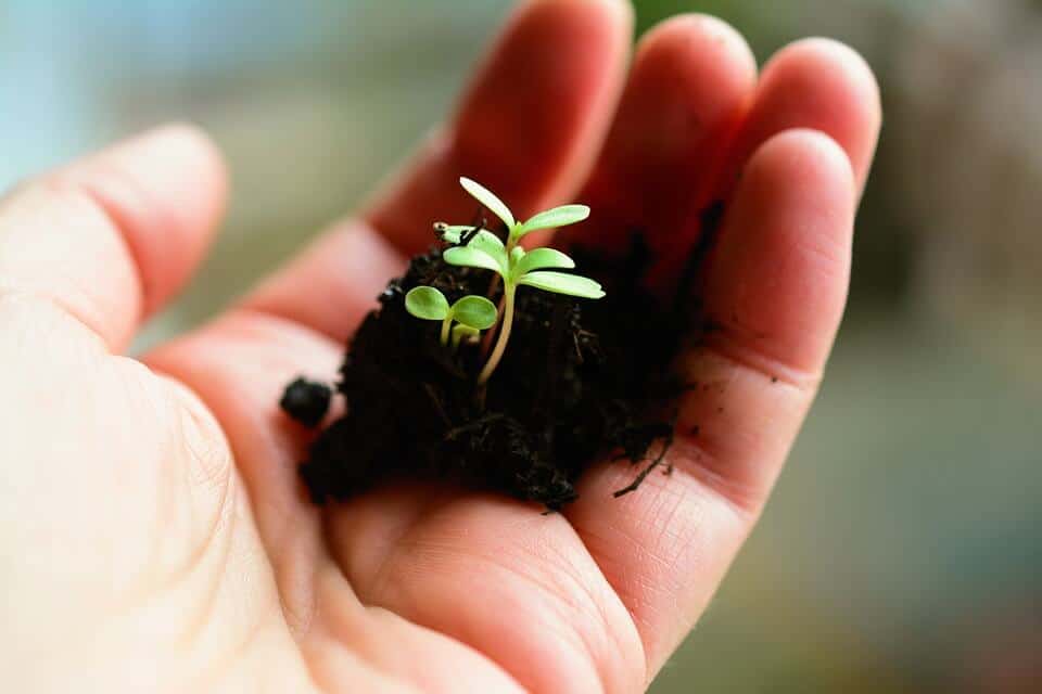 Little plants sow grow