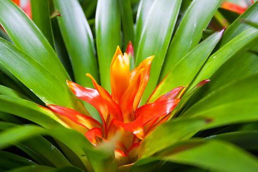 Orange bromeliad flower