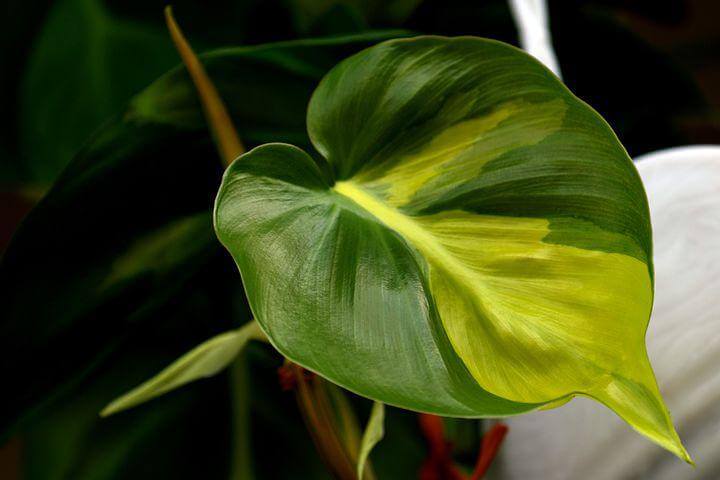 Philodendron in nature