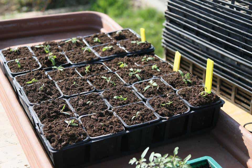 Plants sowing tomatoes gardening