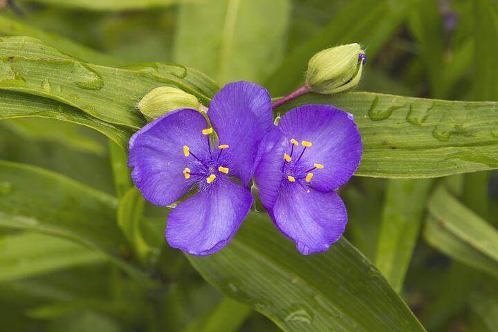 Purple Spiderwort flower