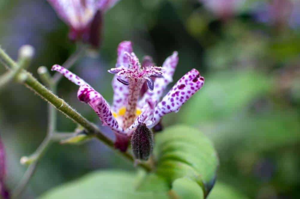 Purple toad lily