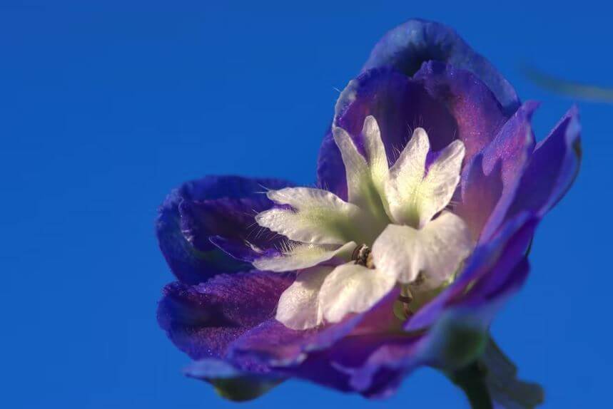 Single blue delphinium flower
