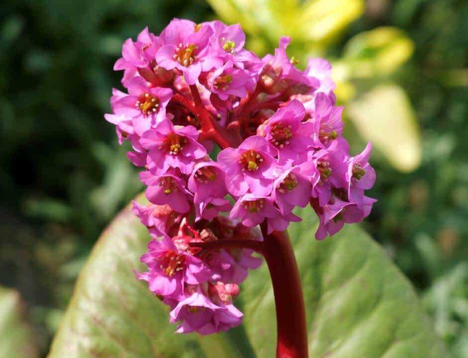 Skin bergenia flowers plant