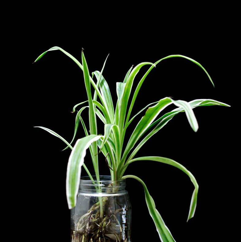 Spider plant in a jar