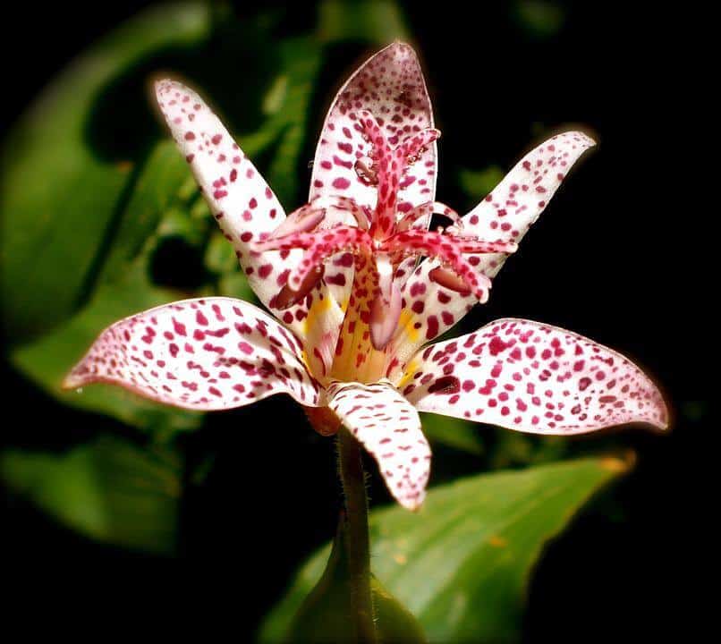 Toad lily flora plant